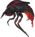 Fire Beetle
