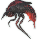 Fire Cowboy Beetle
