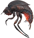 Stalker Beetle